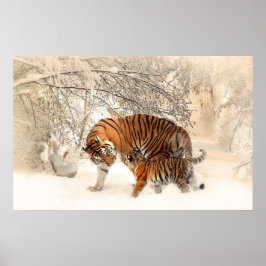 Tigerjunge und Mutter in Schneepulver Poster