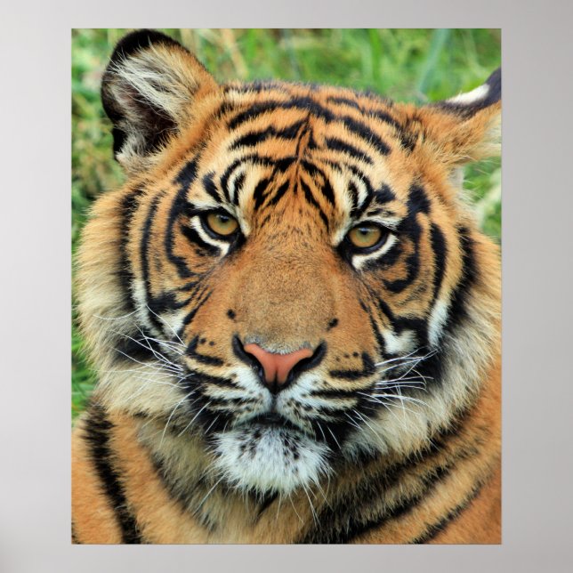 Tigerjunges-Porträt Poster (Vorne)