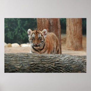Tigerjunges Poster