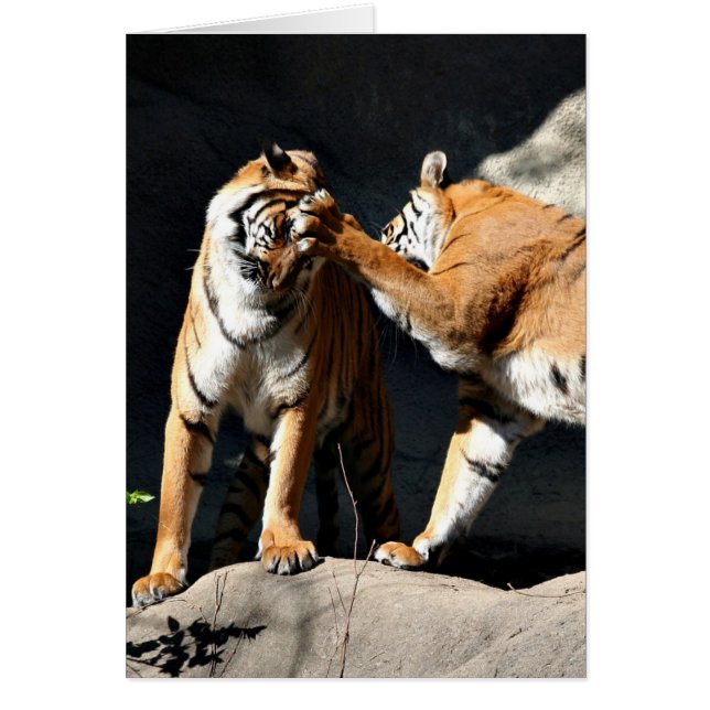 Tigerkampf (Vorne)