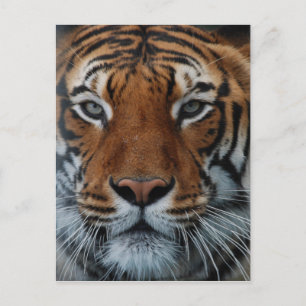 Tigerkatzen-Streifen Dschungelnebel Tier Postkarte