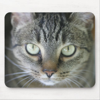 Tigerkatzengesicht Mousepad