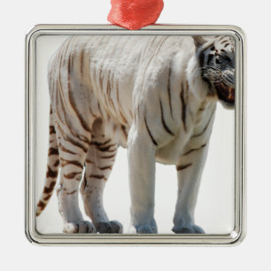 Tigerkatzenstreifen personalisieren DIY-Jubiläen Silbernes Ornament