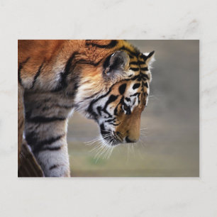 Tigerklettern Postkarte