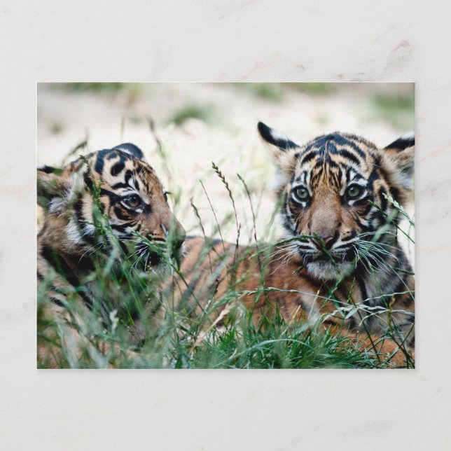 Tigerknochen Postkarte (Vorderseite)