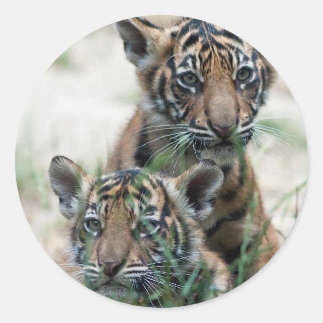 Tigerknochen Runder Aufkleber (Vorderseite)