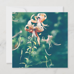 Tigerlilien blühen im Herbst