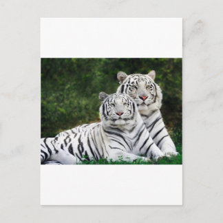 Tigerpaar Postkarte