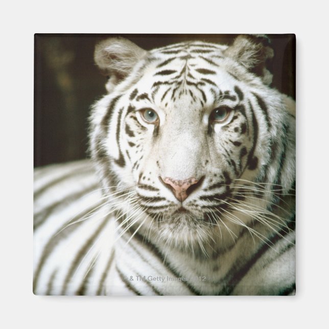 Tigerportrait Magnet (Vorne)