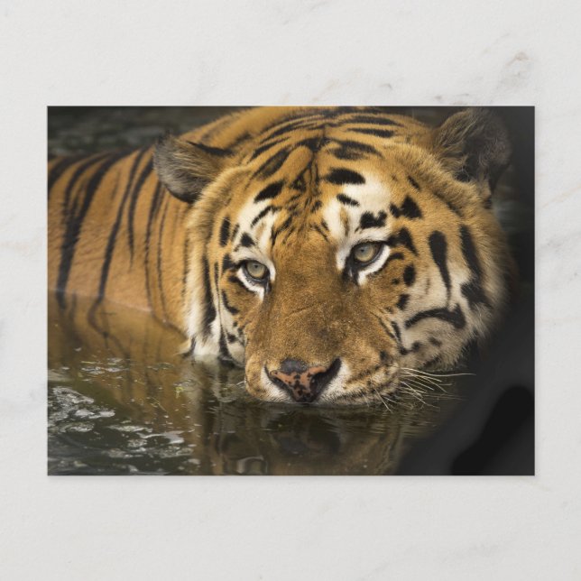 Tigerpostkarte Postkarte (Vorderseite)