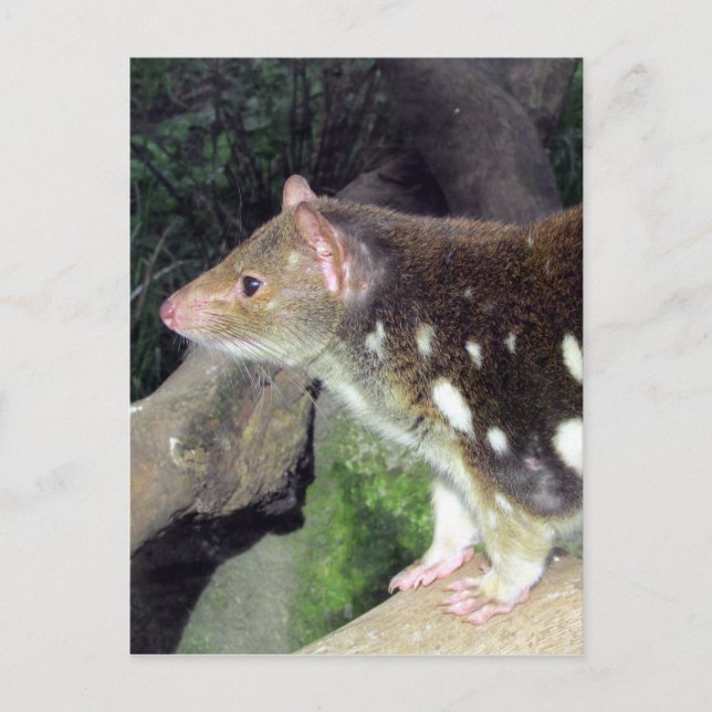 Tigerquoll gepunktet postkarte (Vorderseite)