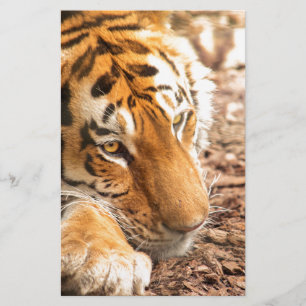 Tigerruhe