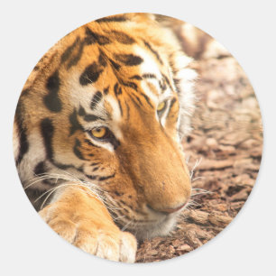Tigerruhe Runder Aufkleber
