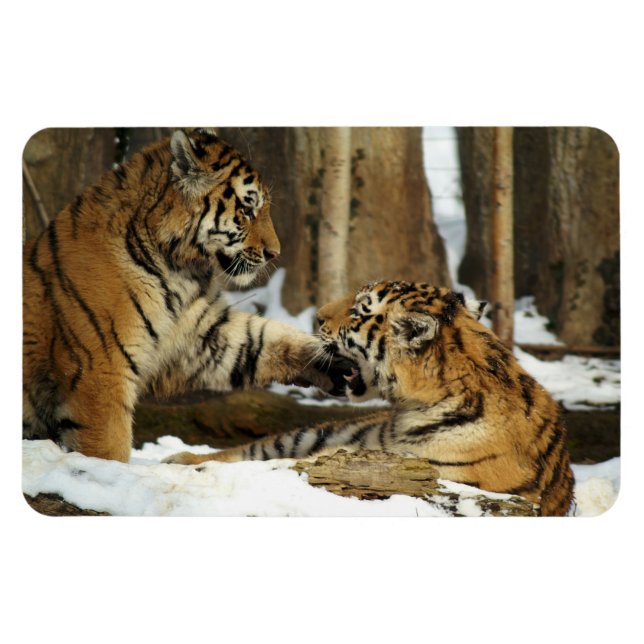 Tigers Magnet (Horizontal)