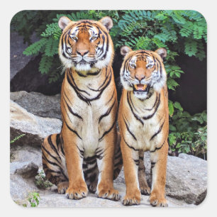 Tigers, männlich und weiblich, quadratischer aufkleber