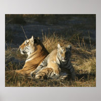 Tigers (Panthera tigris) cub auf seinem
