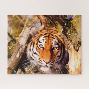 Tigers sind Großkatzen.