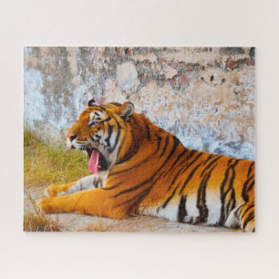 Tigers sind Großkatzen.