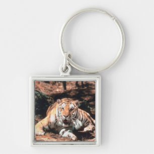 Tigerstillstehen Schlüsselanhänger