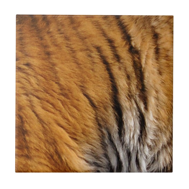 Tigerstreifen mit Fotos, die von den Großen Katzen Fliese (Vorderseite)