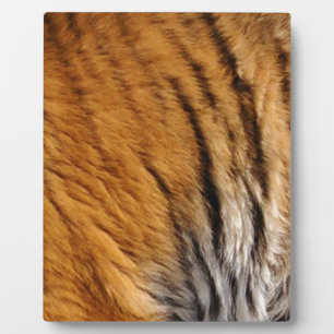 Tigerstreifen mit Fotos, die von den Großen Katzen Fotoplatte