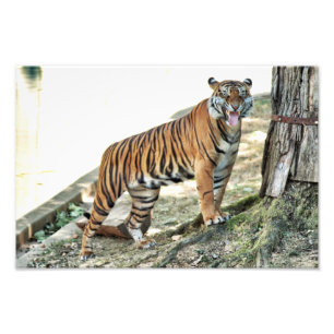 Tigerverwirrungsdruck Fotodruck