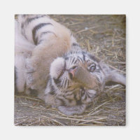 Tigerwürfel