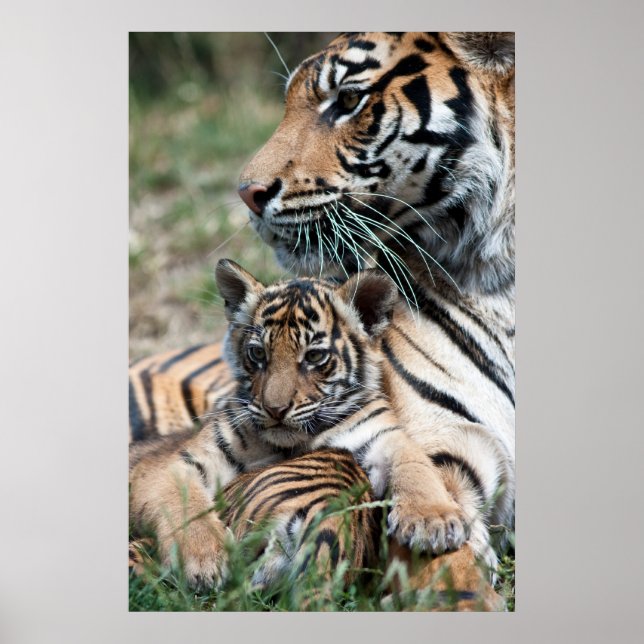 Tigerwürfel Poster (Vorne)