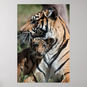 Tigerwürfel Poster
