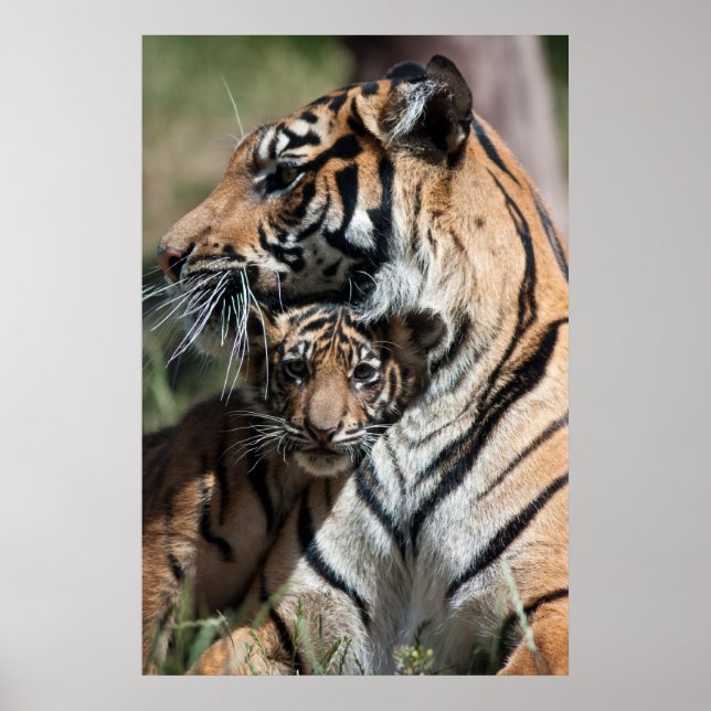 Tigerwürfel Poster (Vorne)