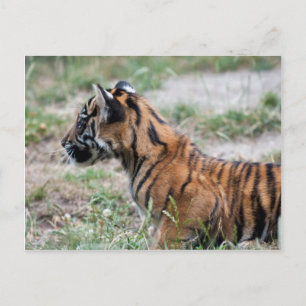 Tigerwürfel Postkarte