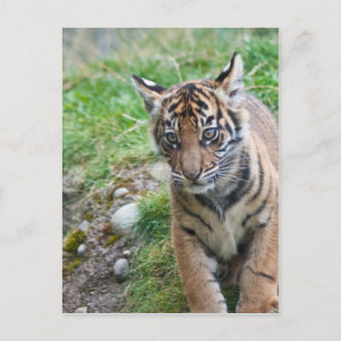 Tigerwürfel Postkarte