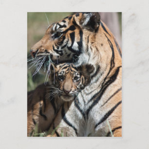 Tigerwürfel Postkarte