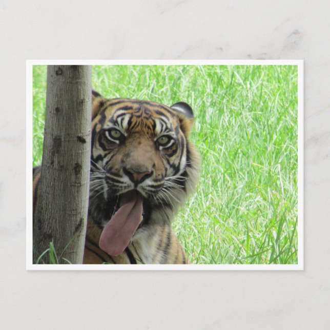 Tigerzunge Postkarte (Vorderseite)