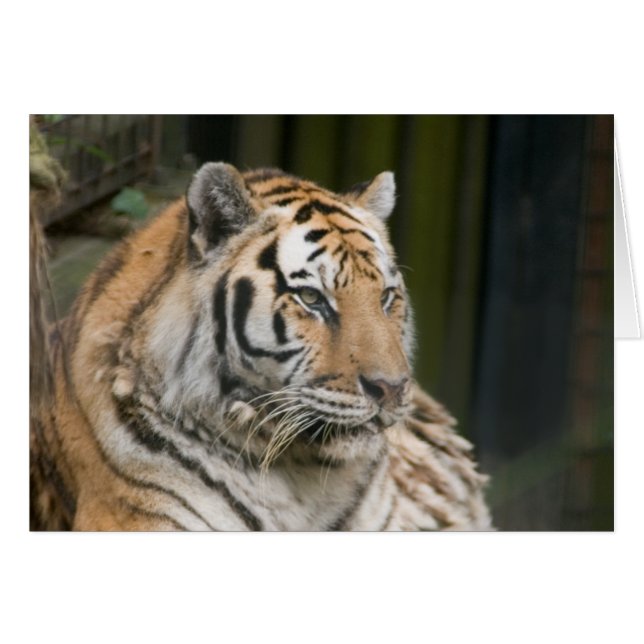 Tigre (Devant horizontal)