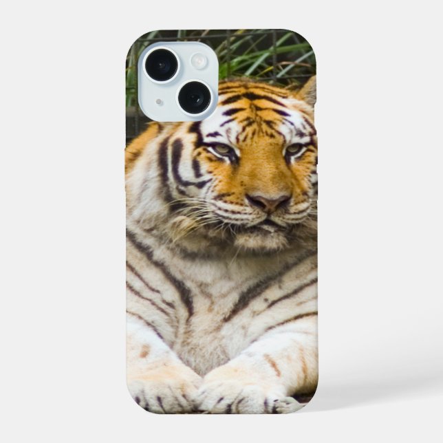 Tigre (Verso)