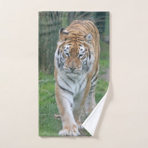 Tigre