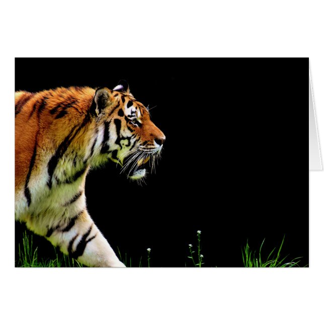 Tigre approchant - Oeuvres d'art d'animaux sauvage (Devant horizontal)
