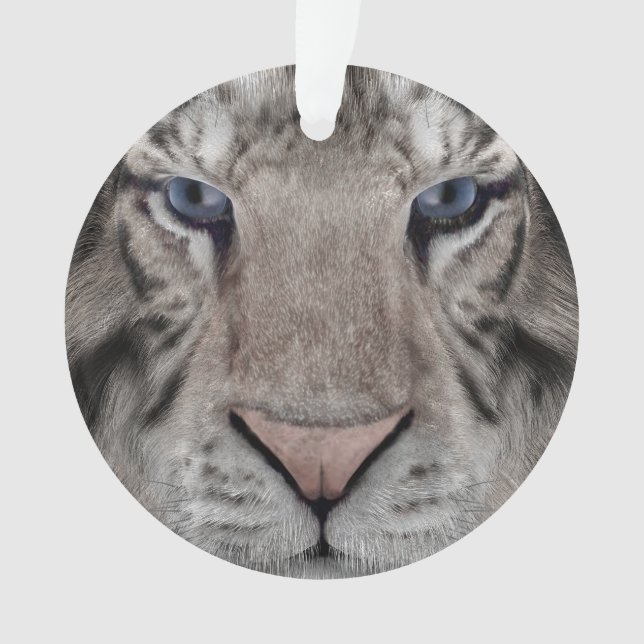 Tigre blanc (devant)