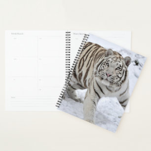 Tigre blanc
