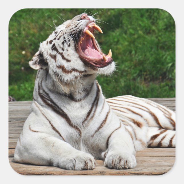 Tigre blanc, Sticker de tigre du Bengale (Devant)