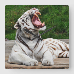 Tigre Blanc, Tigre du Bengale Horloge Murale