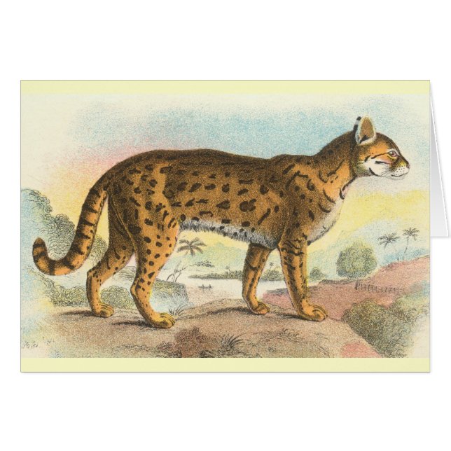 Tigre-Chat (Devant horizontal)