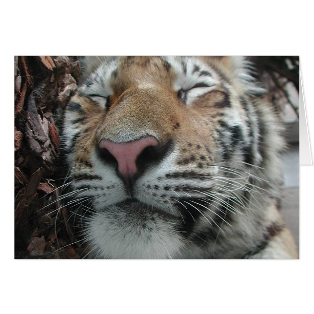 Tigre couchant (Devant horizontal)
