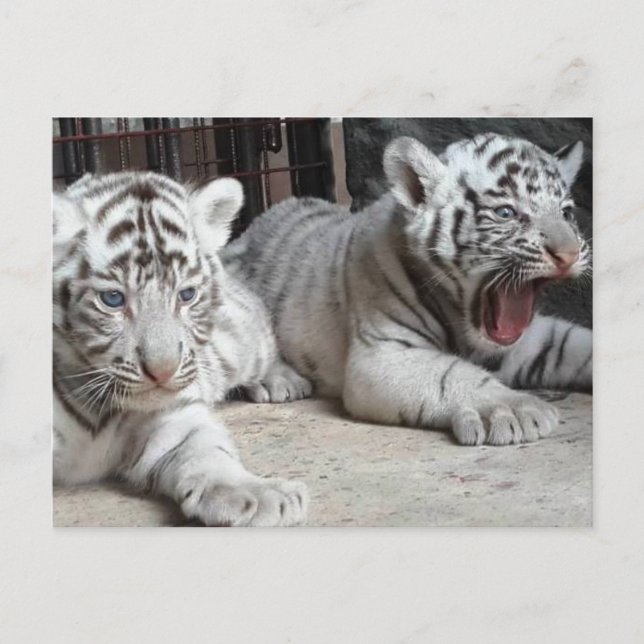 Tigre CUB blanc, carte postale de Bengale du (Devant)