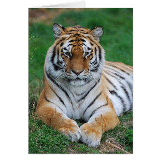 Tigre de Sibérie