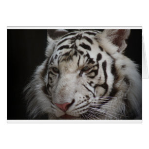 Tigre de Sibérie