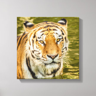 TIGRE DE SIBÉRIE SUR IMPRIMÉ SUR TOILE