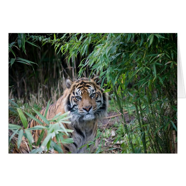Tigre de Sumatran (Devant horizontal)