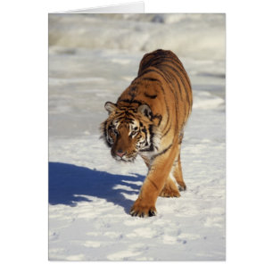 Tigre de vagabondage